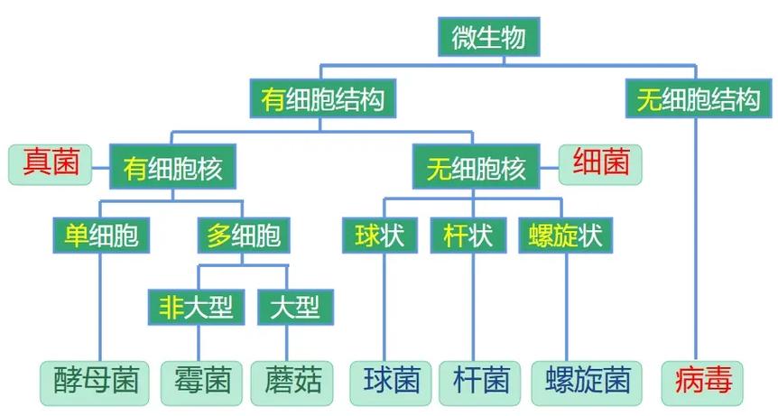 病毒与细菌区别（病毒与细菌区别图片）