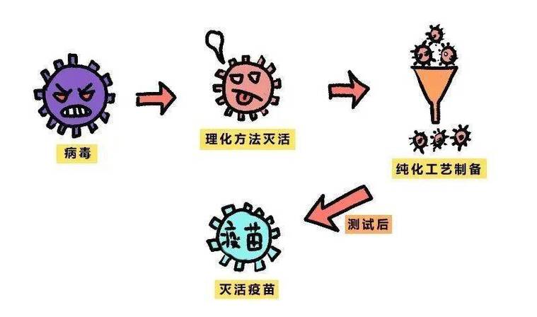 疫苗工作原理（疫苗的工作原理及其种类）