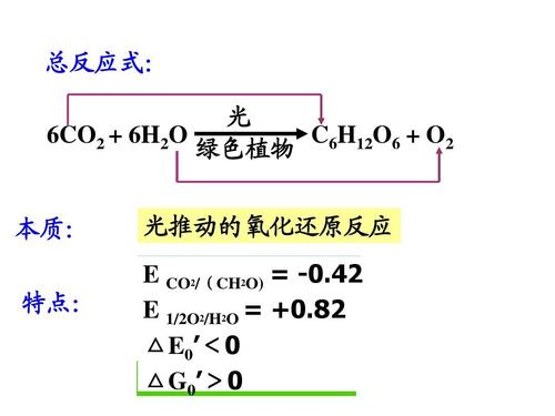 光合作用（光合作用化学方程式）