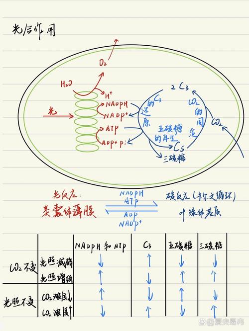 光合作用（光合作用化学方程式）