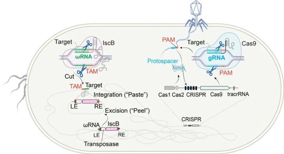 基因编辑技术CRISPR（基因编辑技术CRISPR的革命性进展）