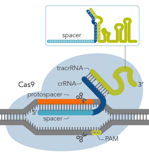 基因编辑技术CRISPR（基因编辑技术CRISPR的革命性进展）