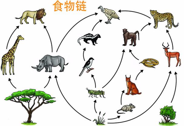 食物链能量传递效率（食物链能量传递效率是多少）